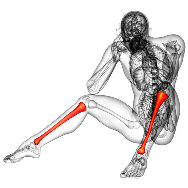 Illustration médicale du tibia en 3D — Photo