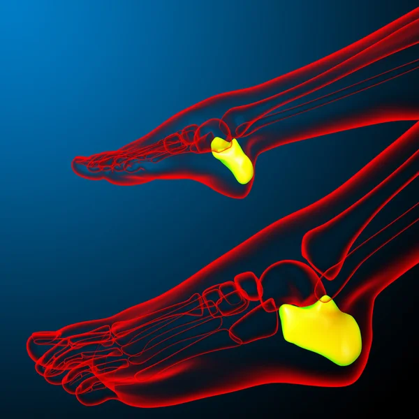 3D render illustration av mänskliga calcaneus ben — Stockfoto