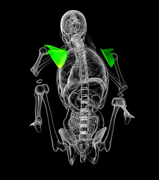 3D göra medicinsk illustration av skulderbladet ben — Stockfoto