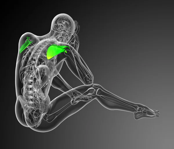 3d rendere illustrazione medica dell'osso della scapola — Foto Stock