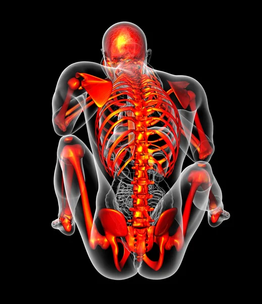 3d render medical illustration of the human skeletonl — Stock Photo, Image