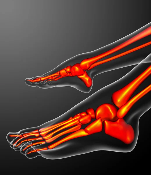 3d 렌더링 의료 일러스트 레이 션의 인간 skeletonl — 스톡 사진