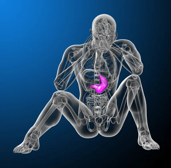 3D render medische illustratie van de maag — Stockfoto