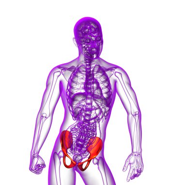 Leğen kemiğin 3D render Medikal illüstrasyon