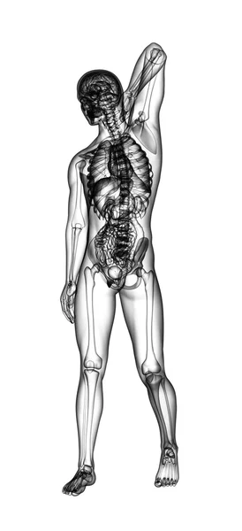 Ilustración médica 3D del ser humano — Foto de Stock