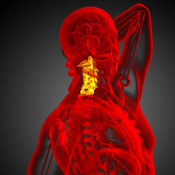 Servikal omurganın 3D render Medikal illüstrasyon — Stok fotoğraf