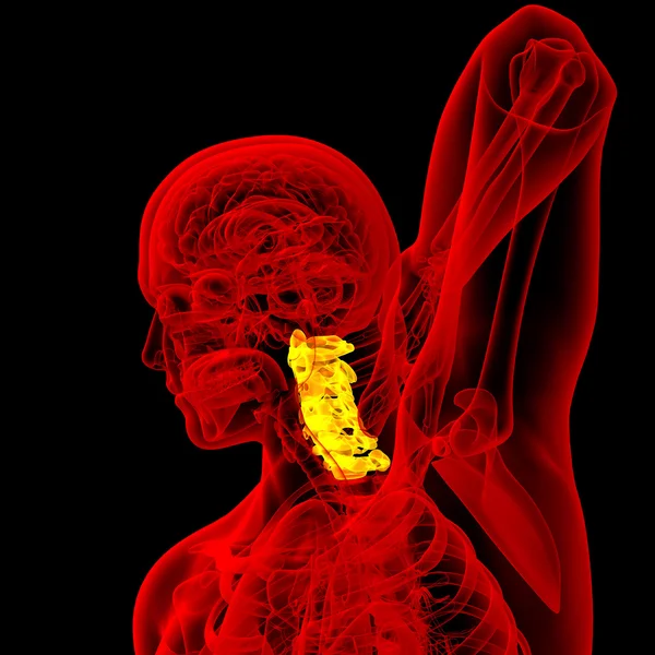 3d renderizar ilustração médica da coluna cervical — Fotografia de Stock