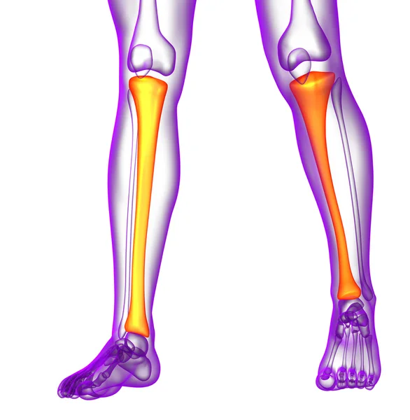 3d візуалізація медичної ілюстрації кістки великогомілкової кістки — стокове фото