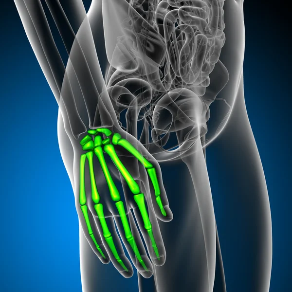 3d 렌더링 의료 일러스트 레이 션의 손 뼈 — 스톡 사진