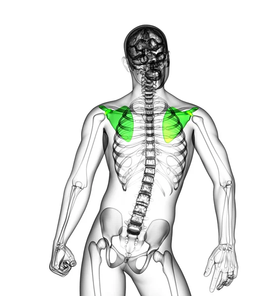 3D göra medicinsk illustration av skulderbladet ben — Stockfoto