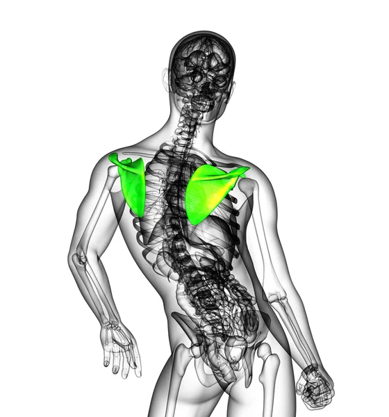 3D καθιστούν ιατρική απεικόνιση από το οστό της ωμοπλάτης — Φωτογραφία Αρχείου