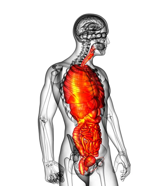 3d render medical illustration of the human digestive system and — Stock Photo, Image