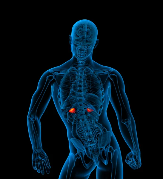 3d 渲染医学插图的肾上腺 — 图库照片