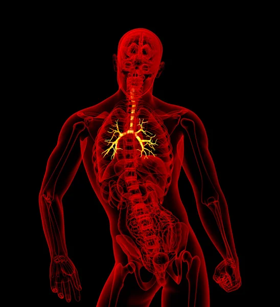 Illustrazione medica 3D dei bronchi maschili — Foto Stock