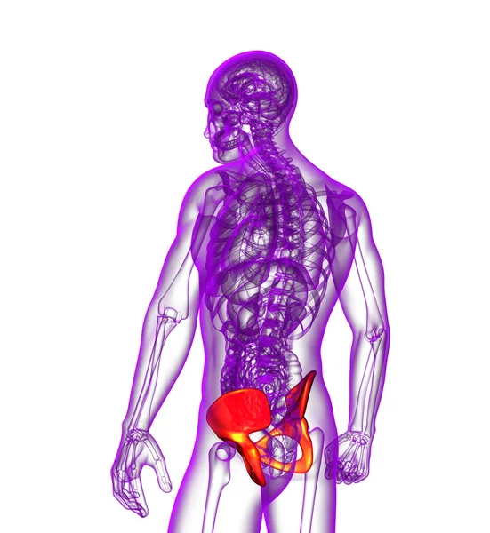 3D göra medicinsk illustration av bäckenet ben — Stockfoto