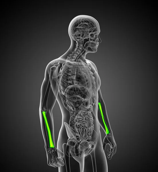3D göra medicinsk illustration av radien ben — Stockfoto