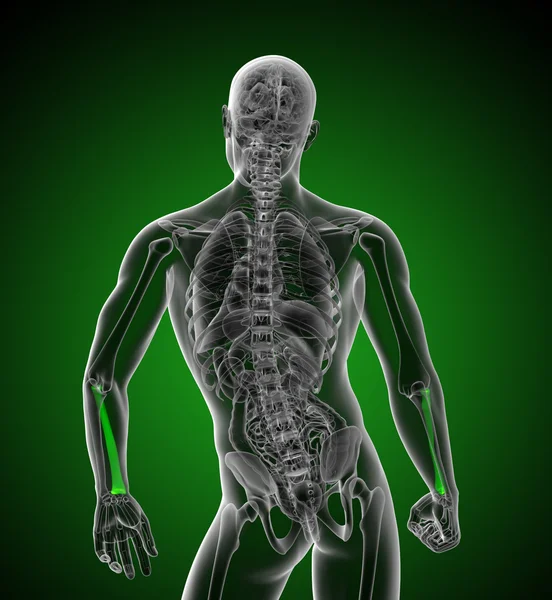 3d tornar ilustração médica do osso do rádio — Fotografia de Stock
