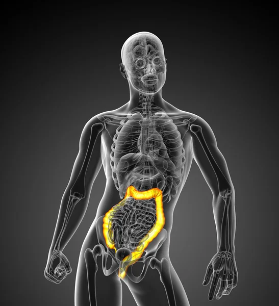 Illustration médicale 3D du gros intestin — Photo