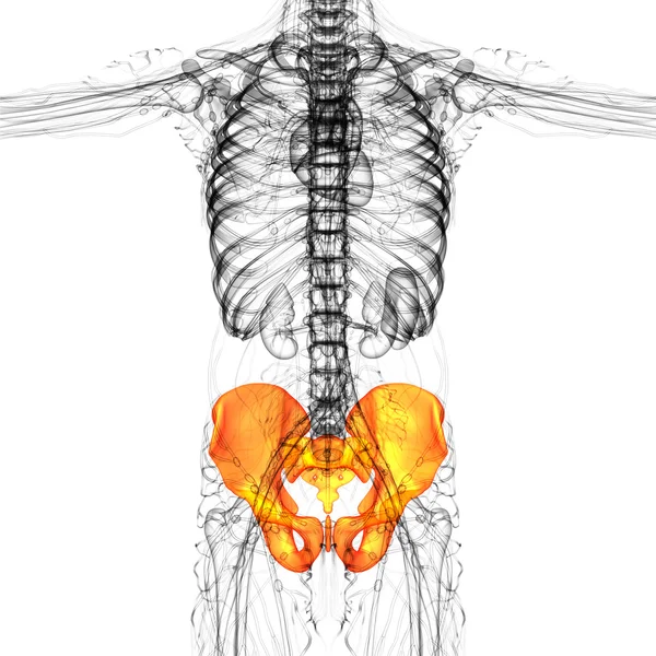 Ilustración médica 3D del hueso de la pelvis — Foto de Stock