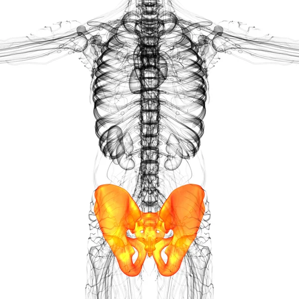 Ilustración médica 3D del hueso de la pelvis — Foto de Stock