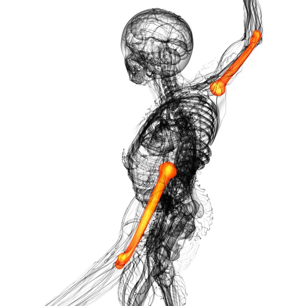 3D tavené ilustrace pažní kosti — Stock fotografie