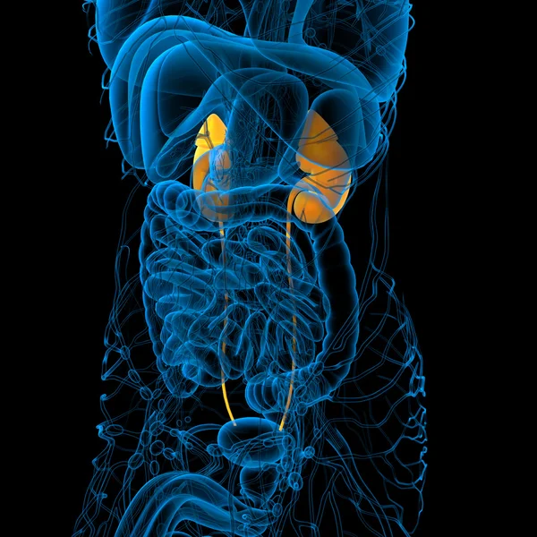 3D Darstellung der menschlichen Niere — Stockfoto