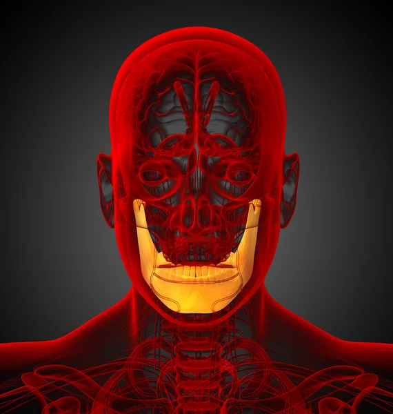 3d rendre illustration médicale de l'os de la mâchoire — Photo