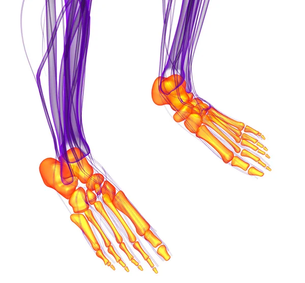 3d rendir ilustración médica del hueso de los pies —  Fotos de Stock