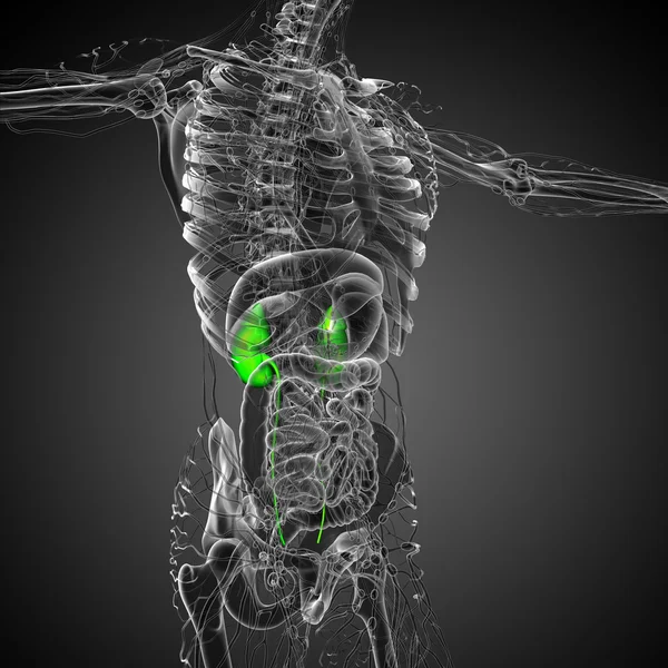 3d tornar ilustração médica do rim humano — Fotografia de Stock