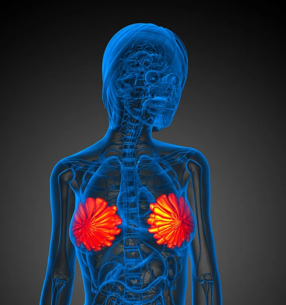 3d tornar ilustração médica da mama humana — Fotografia de Stock