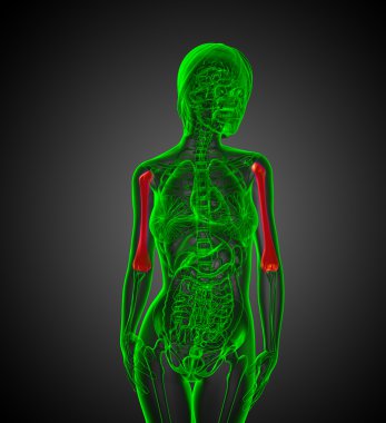 pazı kemiği kemik 3D render tıbbi çizimi 