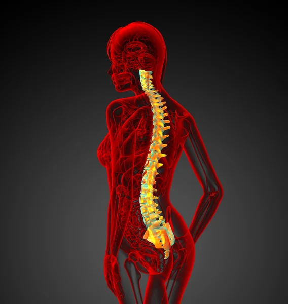 3D展示人类脊柱的医学图解 — 图库照片