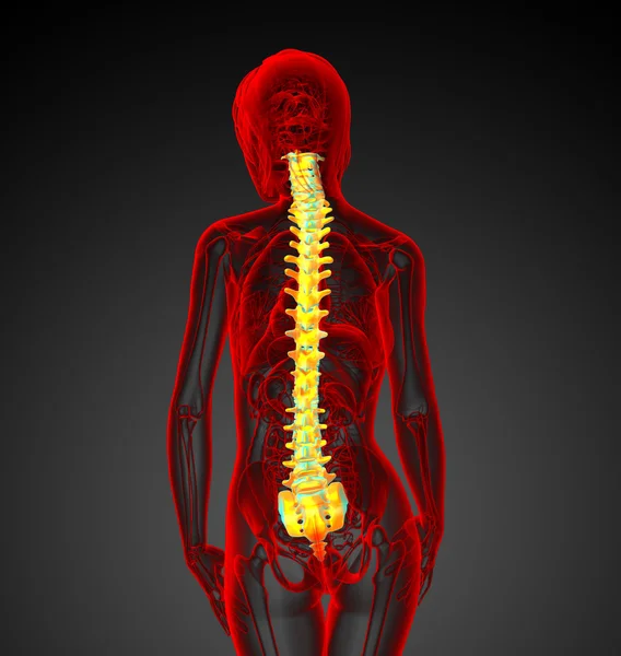 3d hacer ilustración médica de la columna vertebral humana —  Fotos de Stock