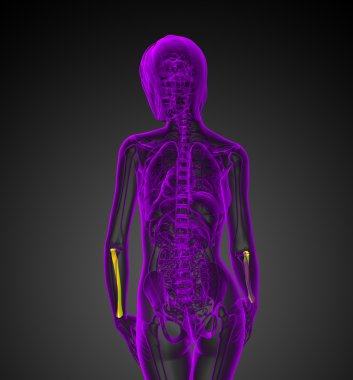 radius kemik 3D render tıbbi çizimi 