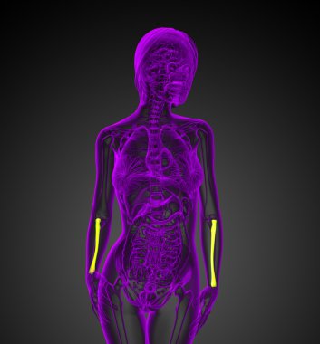 radius kemik 3D render tıbbi çizimi 