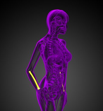 radius kemik 3D render tıbbi çizimi 