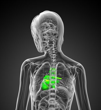 3D render Medikal illüstrasyon insan kalp 