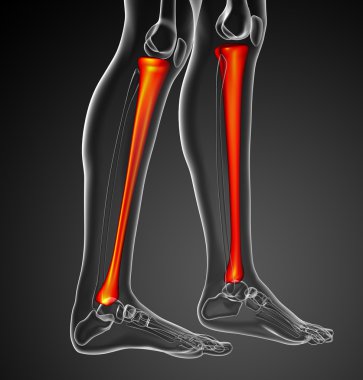 3D render Medikal illüstrasyon tibia kemik 