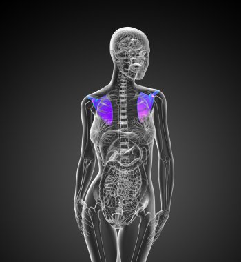 3D render Medikal illüstrasyon kürek kemiğin 