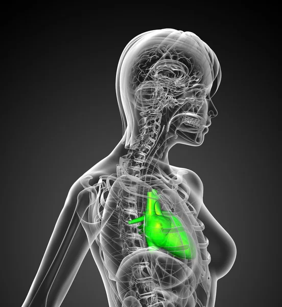 3d Gjøre medisinsk illustrasjon av menneskehjertet – stockfoto