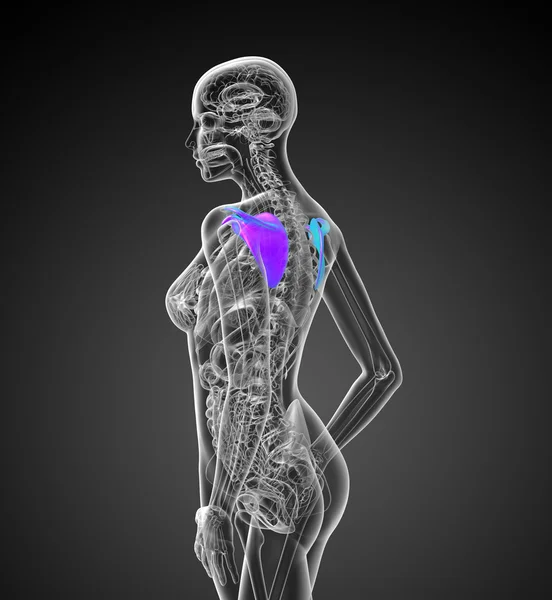 3D рендеринг медицинской иллюстрации лопатки кости — стоковое фото