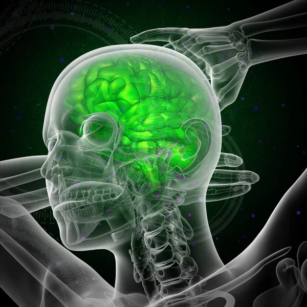 3d hacer ilustración médica del cerebro humano —  Fotos de Stock