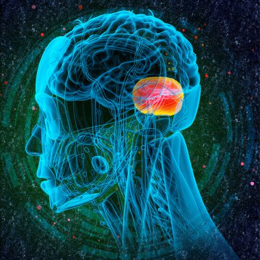 3d render medical illustration of the human brain cerebrum  clipart