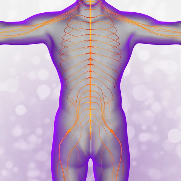 3d render medical illustration of the nerve system — Stock Photo, Image