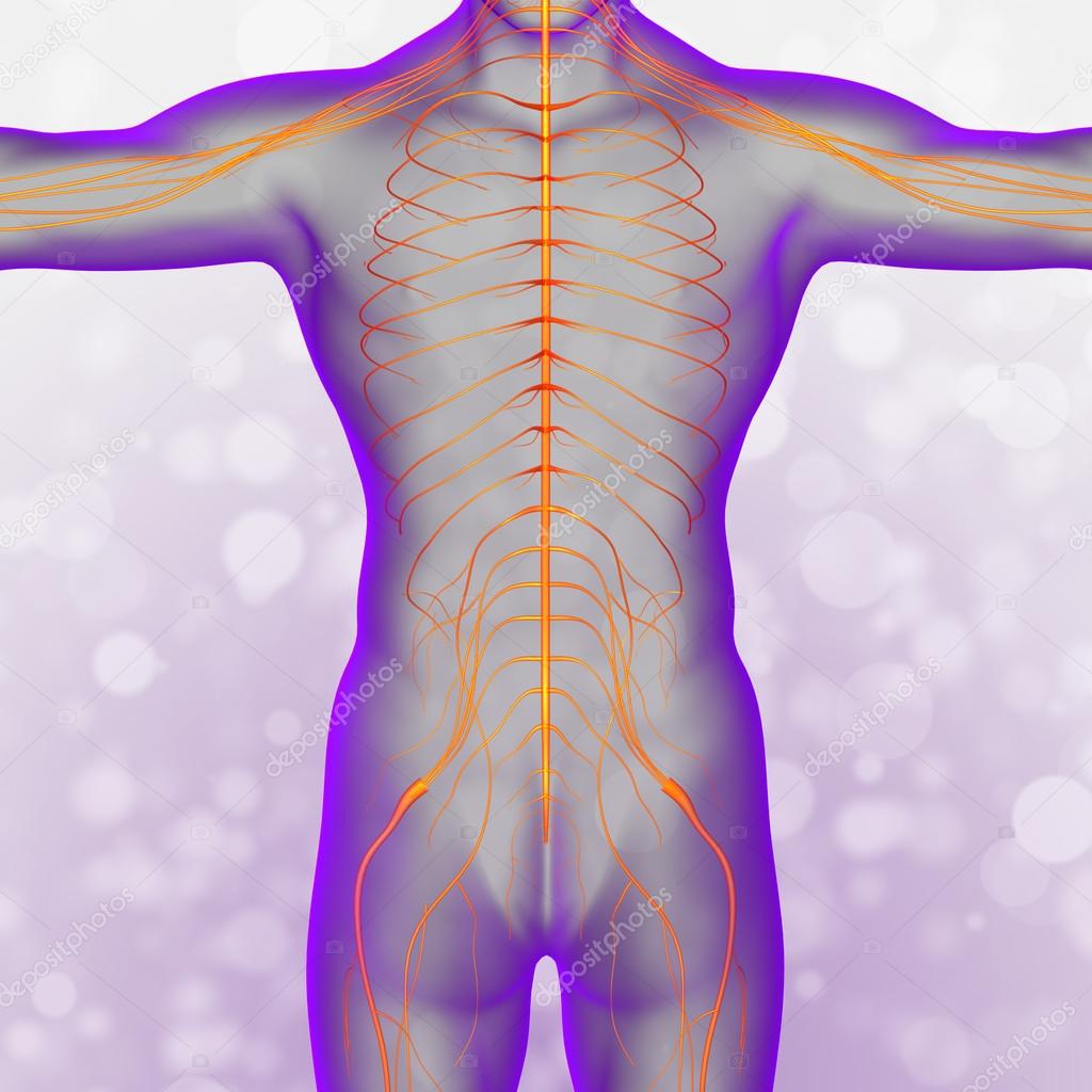 3d render medical illustration of the nerve system 