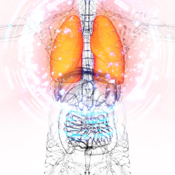 3D göra medicinsk illustration av mänskliga lungan — Stockfoto