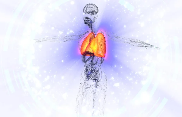 3d render medical illustration of the human lung — Stock Photo, Image