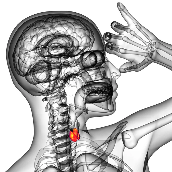 甲状腺的 3d 呈现的插图 — 图库照片