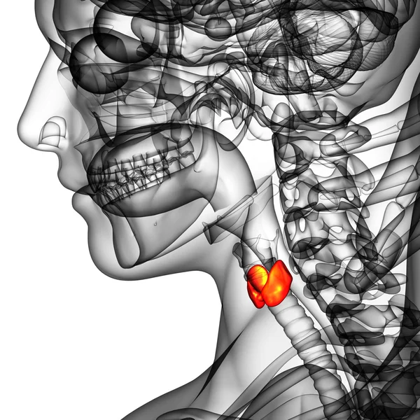 Illustration 3D de la glande thyroïde — Photo