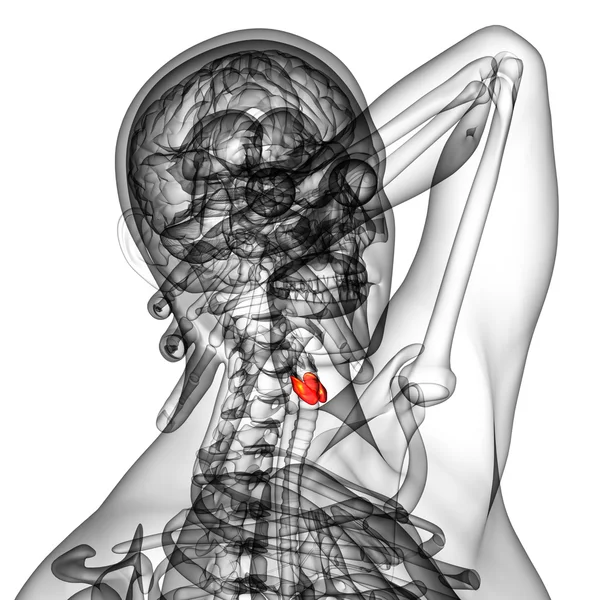 Illustrazione resa 3d della ghiandola tiroidea maschile — Foto Stock